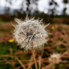 دانلود آهنگ جانم که تو جانانی سعید کریمی و محسن دولت